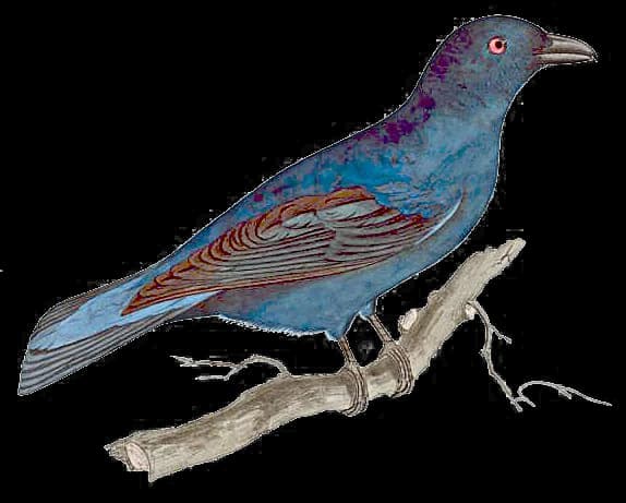 Fairy Bird, Delicate, Enchanted, Nature, Magical PNG