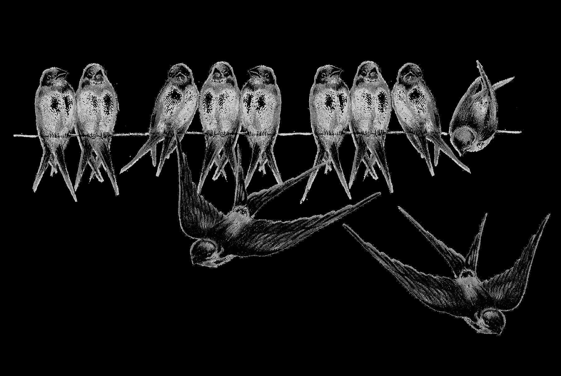 Fairy-Bird-PNG-Picture