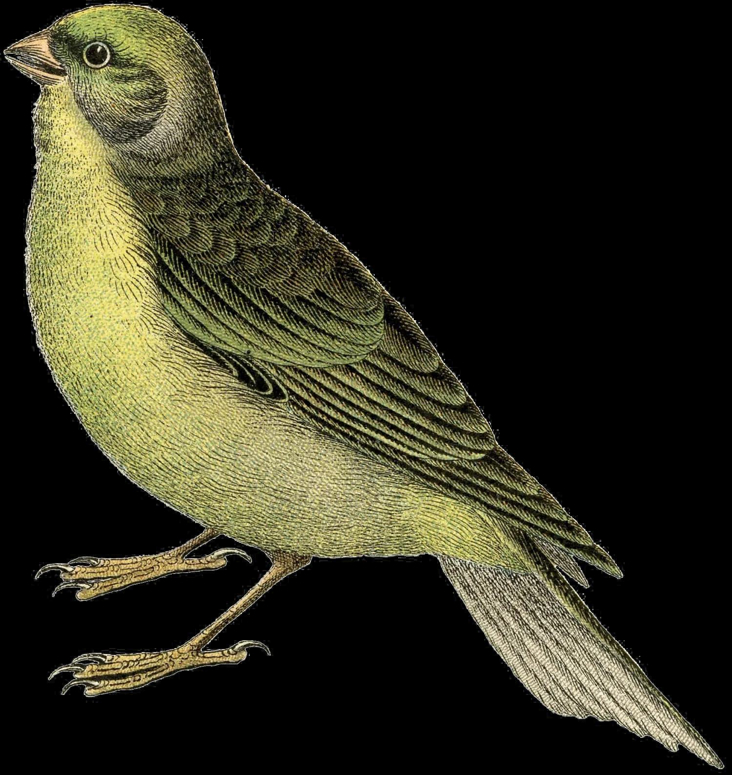 Fairy Bird, Fantasy, Whimsical, Flight, Nature PNG