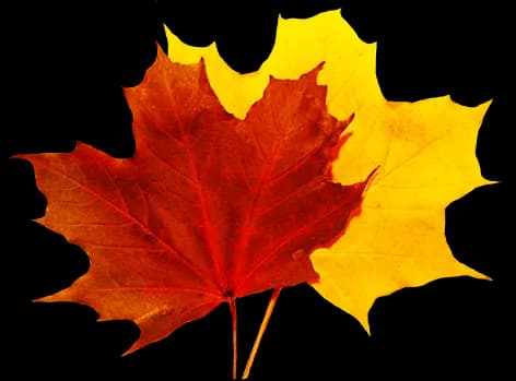 Falling-Leaf-PNG-Free-Download