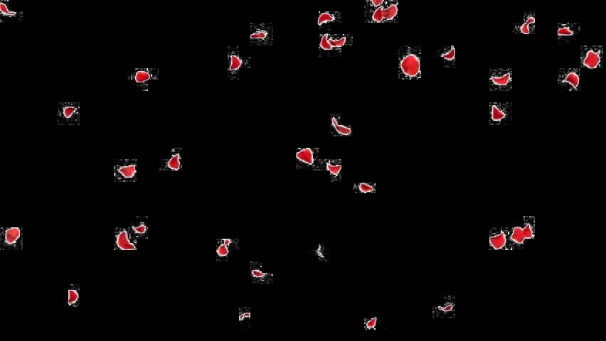Falling-Petals-PNG-File