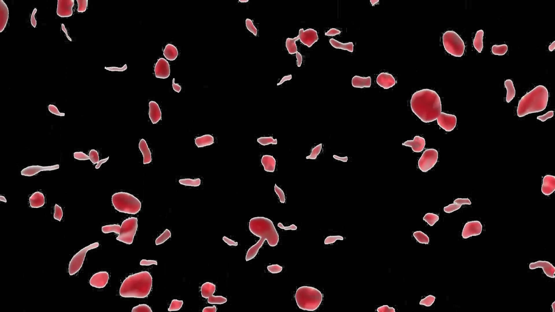 Falling-Petals-PNG-HD