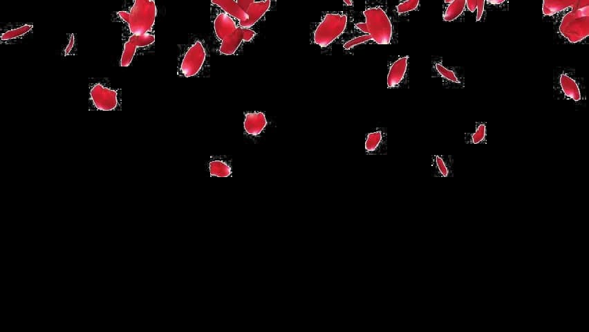 Falling-Petals-PNG-Photos