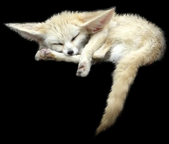 Fennec Fox, Mammal, Adaptation, Nocturnal, Desert PNG
