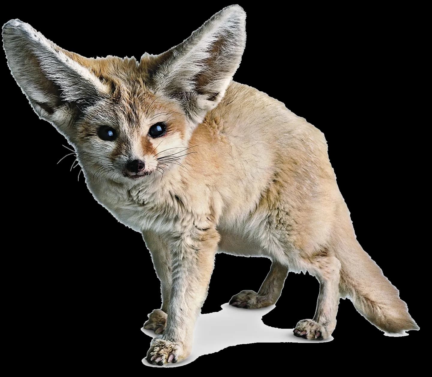 Fennec-Fox-PNG-Photos