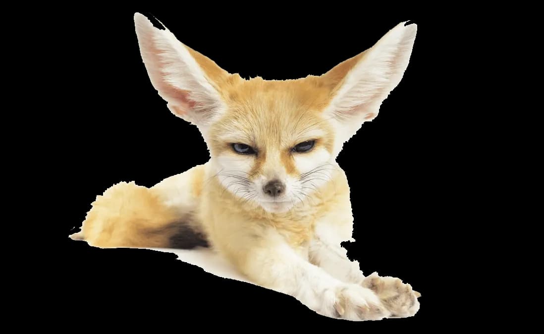 Fennec Fox, Nocturnal Predator, Small Size, Cunning Hunter, Desert Dweller PNG