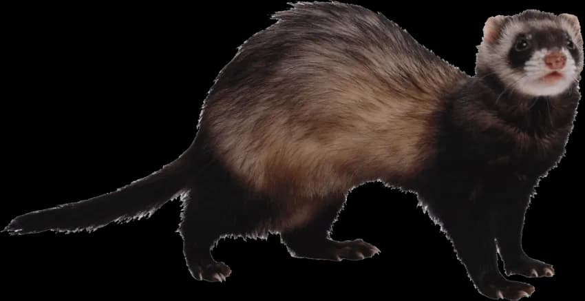 Ferret-PNG-Photo