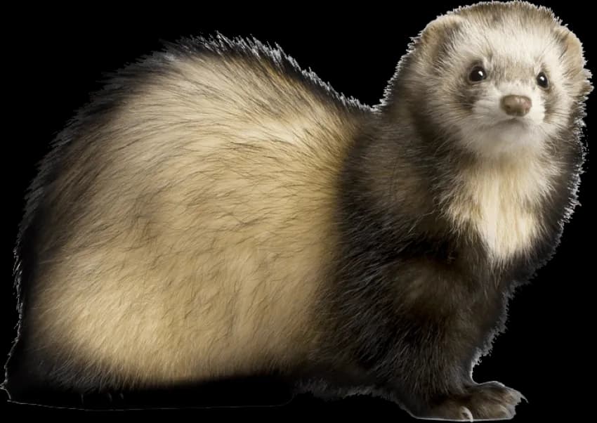 Ferret-PNG-Pic