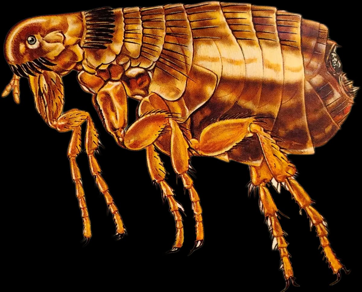 Flea-PNG-Transparent-Image