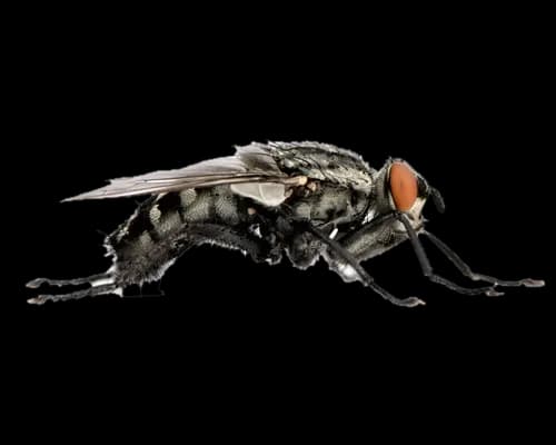 Flies PNG File
