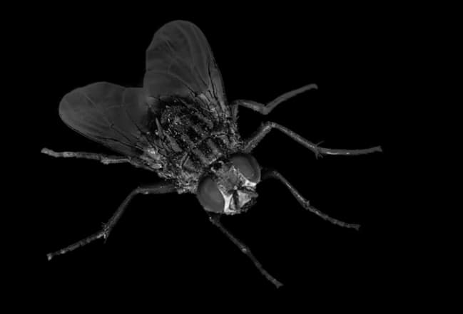 Flies-Transparent-PNG