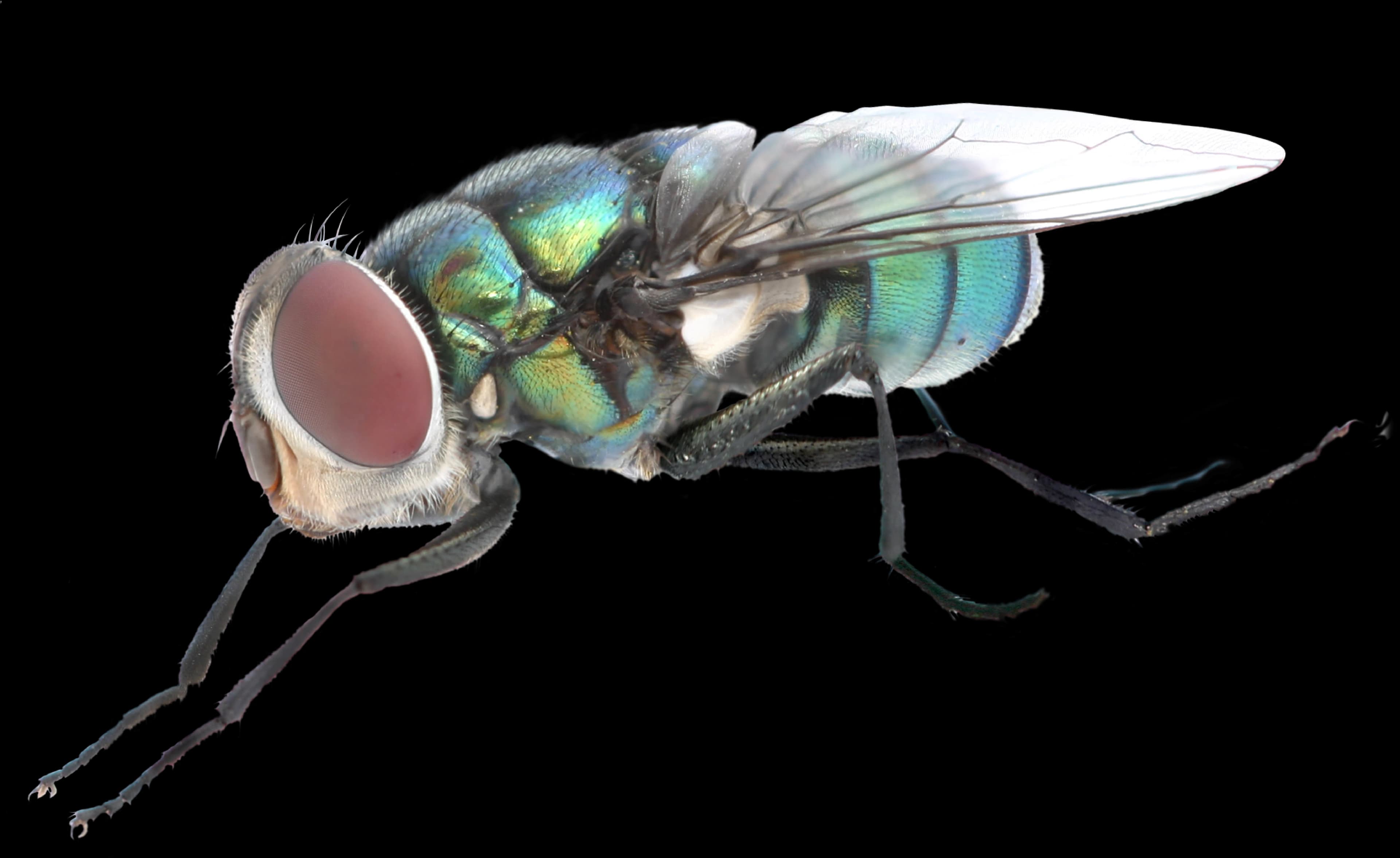 Fly-PNG-Background-Image