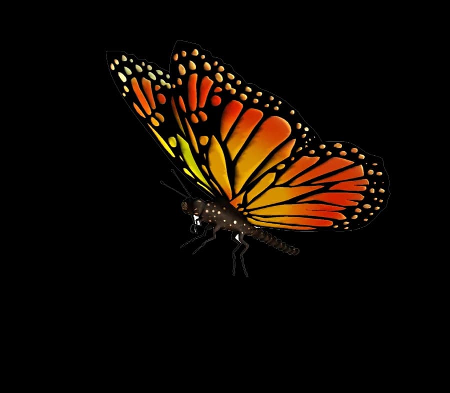 Flying-Butterflies-Transparent-PNG
