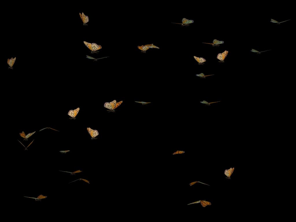 Flying-Butterfly-PNG-File