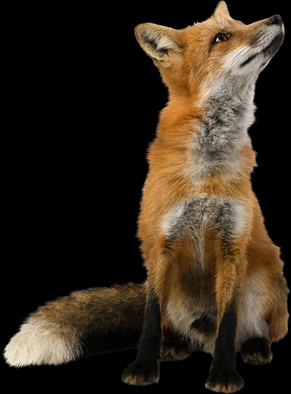 Fox-PNG-File