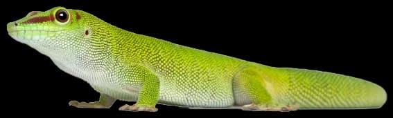 Gecko, Lizard, Tropical, Agile, Reptile PNG