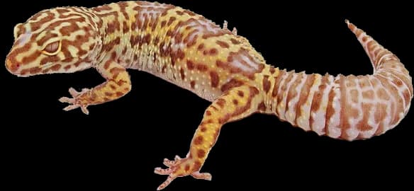 Geckos-PNG-Image