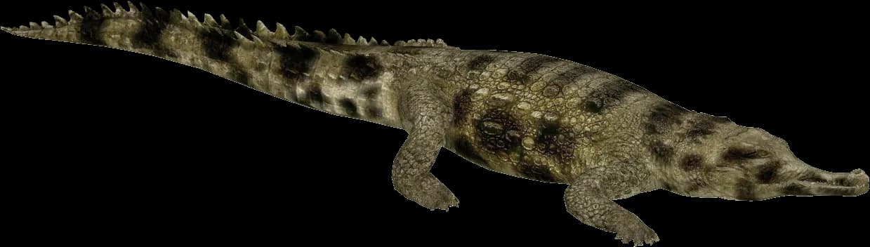 Gharials, Habitat, Riverine, Crocodilian, Long-Snouted PNG