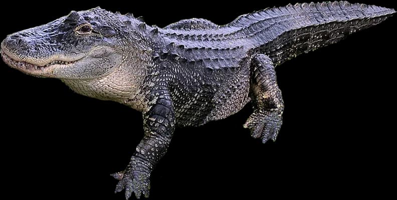 Gharials-PNG-HD