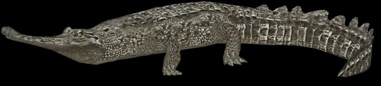 Gharials-PNG-Image