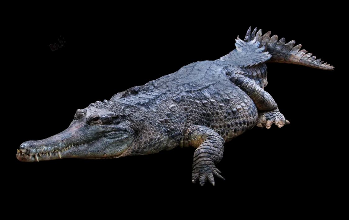 Gharials-PNG-Photos