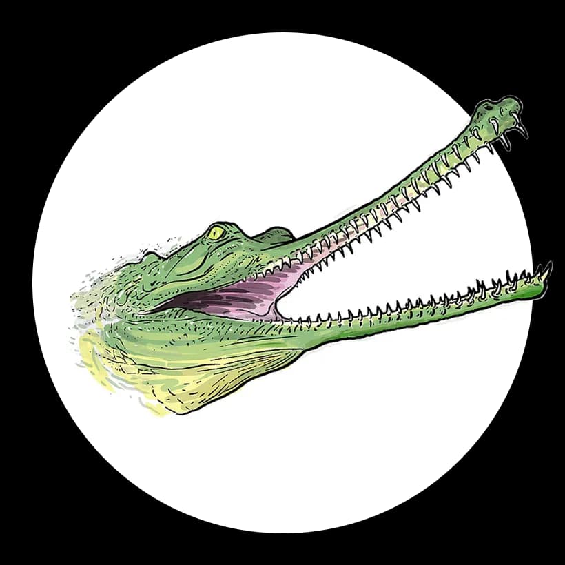 Gharials-PNG