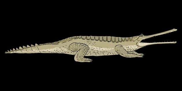 Gharials-Transparent-PNG