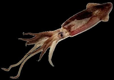 Giant-Squid-PNG-Free-Download