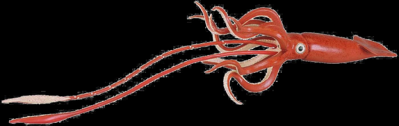 Giant Squid, Tentacles, Predator, Deep-Sea, Cephalopod PNG