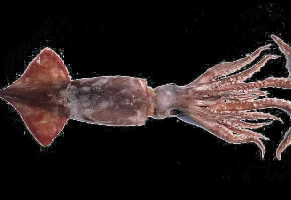 Giant-Squid-PNG-Photos