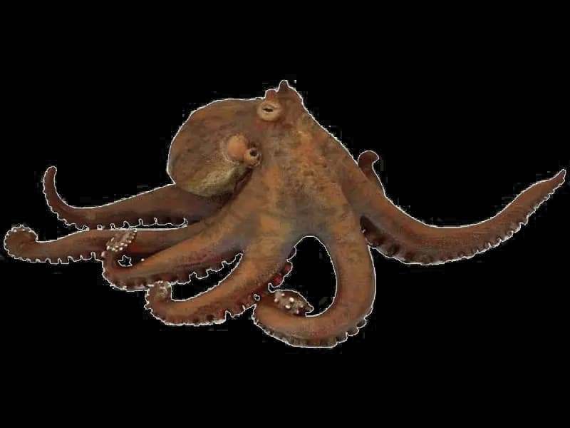 Giant-Squid-PNG-Pic