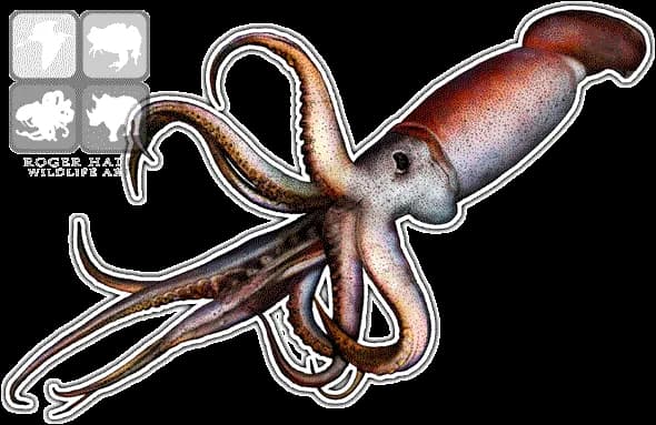 Giant Squid, Deep Sea, Ocean, Mysterious, Tentacles PNG