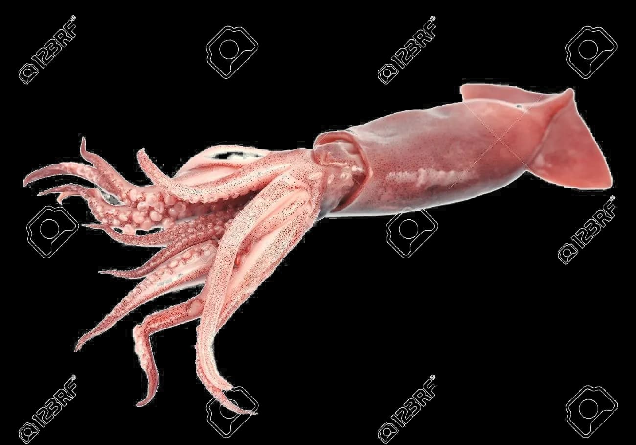 Giant Squid, Marine Life, Predator, Deep Sea, Mythology PNG