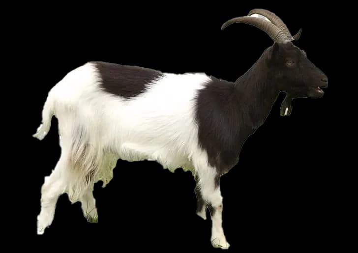 Goat-Transparent-Images-PNG