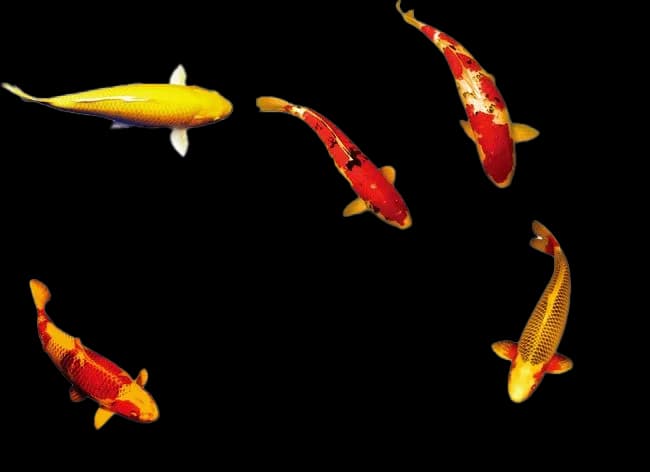 Golden-Koi-Fish-PNG-Image