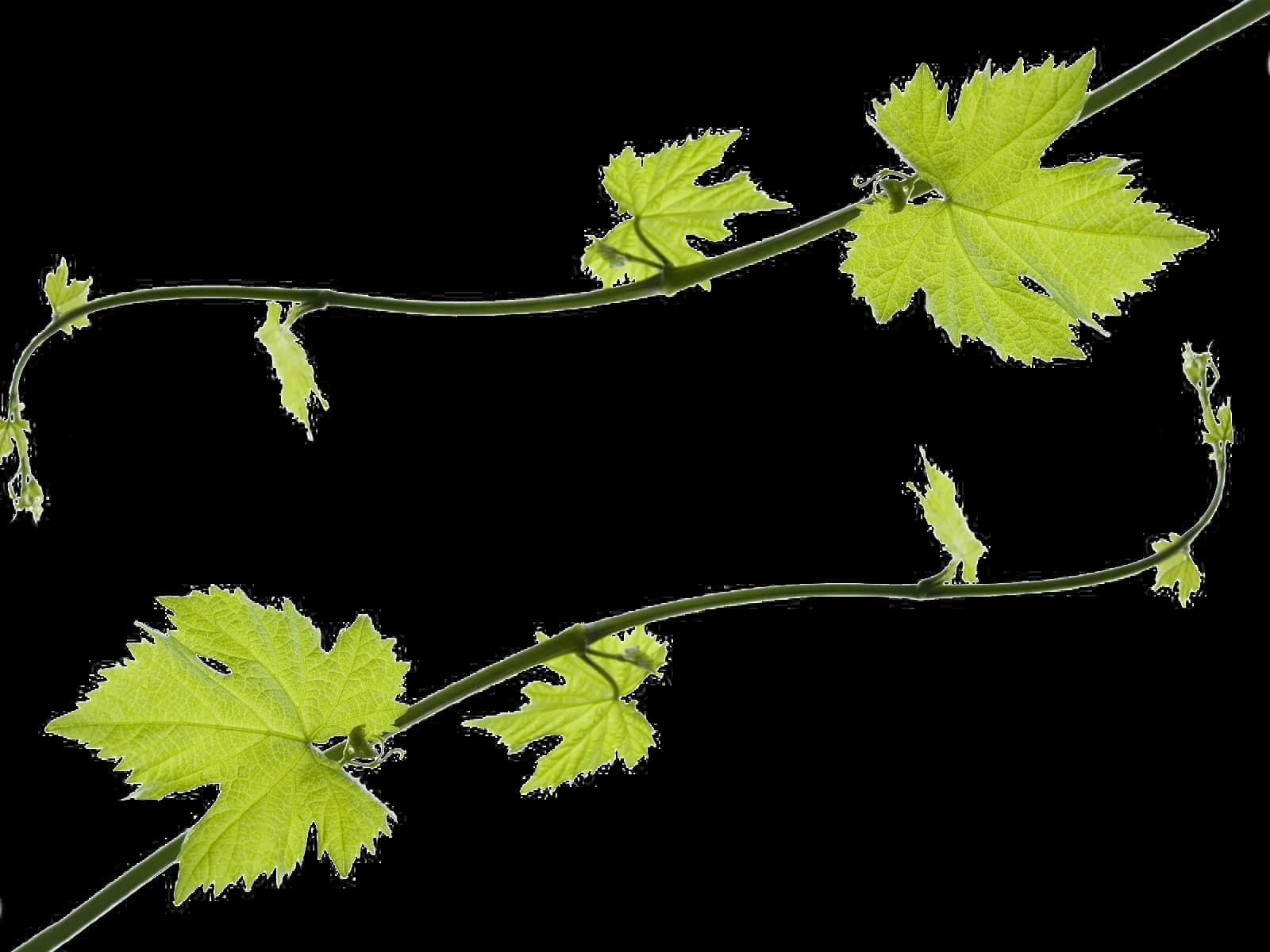 Grapevine, Greenery, Nature, Farming, Vines PNG