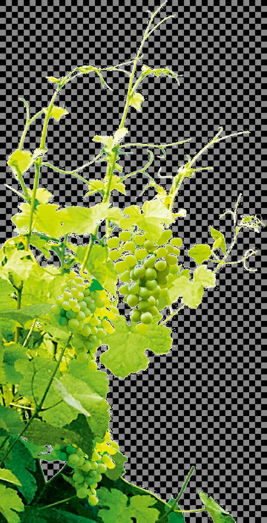 Grapevine-PNG-Photo
