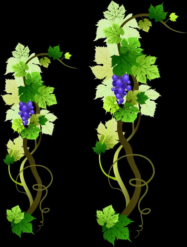 Grapevine, Nature, Cluster, Greenery, Agriculture PNG