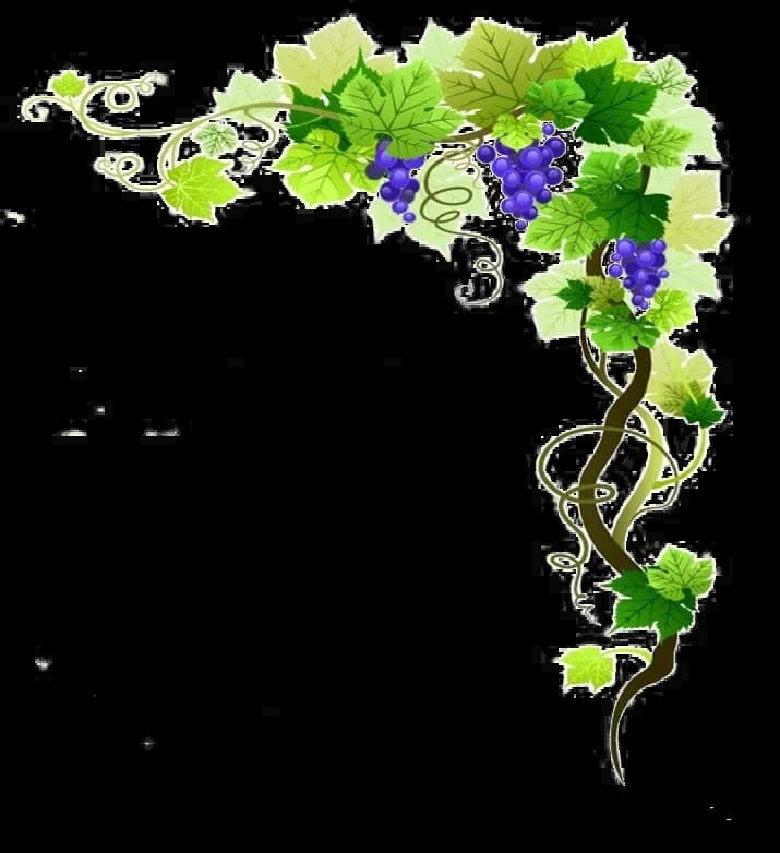 Grapevine-PNG-Transparent-Image