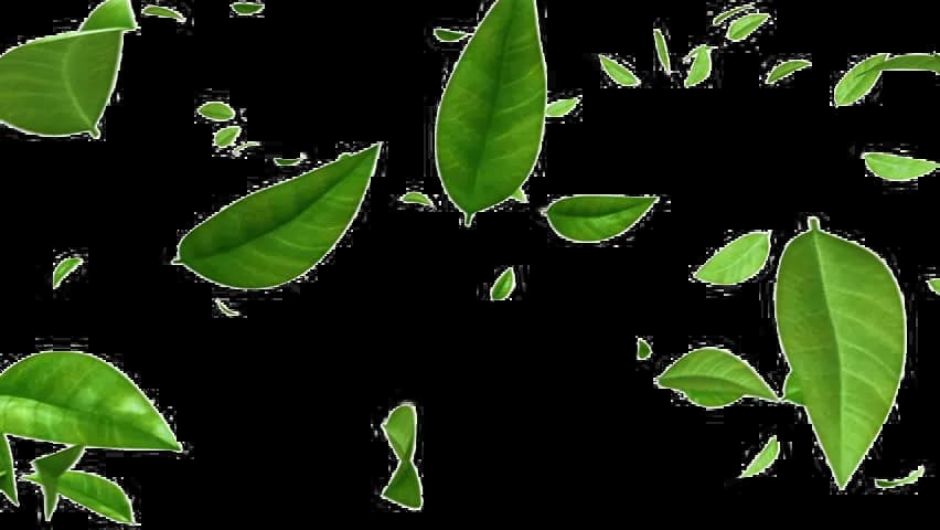 Green Leaf, Vibrant, Eco-Friendly, Organic, Botanical PNG