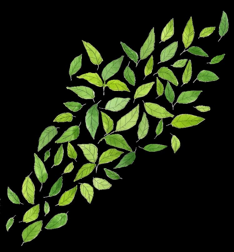 Green-Leaf-Transparent-Images-PNG