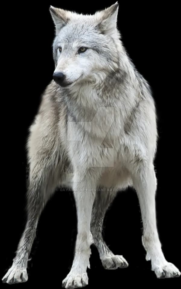 Grey Wolf, Pack, Predator, Endangered, Canine PNG