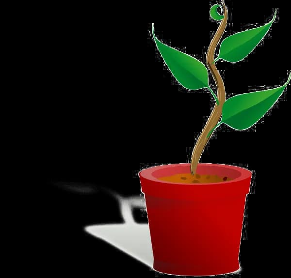 Growing-Plant-PNG-Free-Download