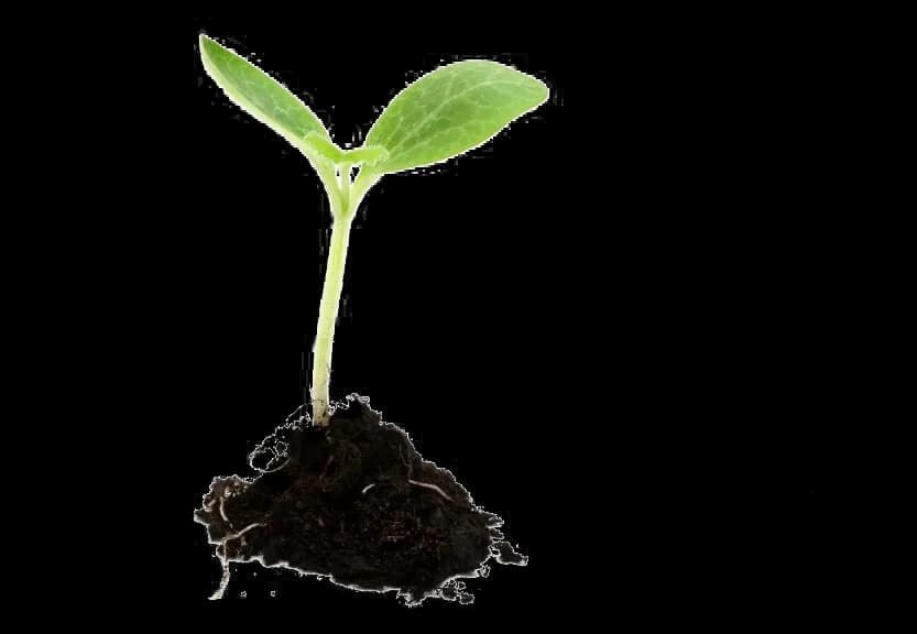 Growing-Plant-PNG-Image