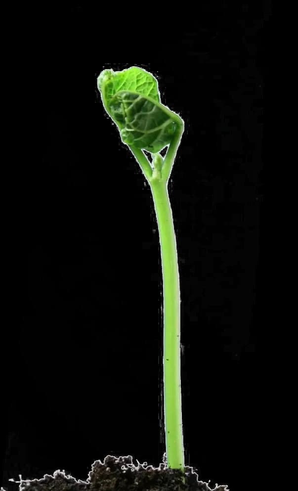 Growing-Plant-PNG-Photo