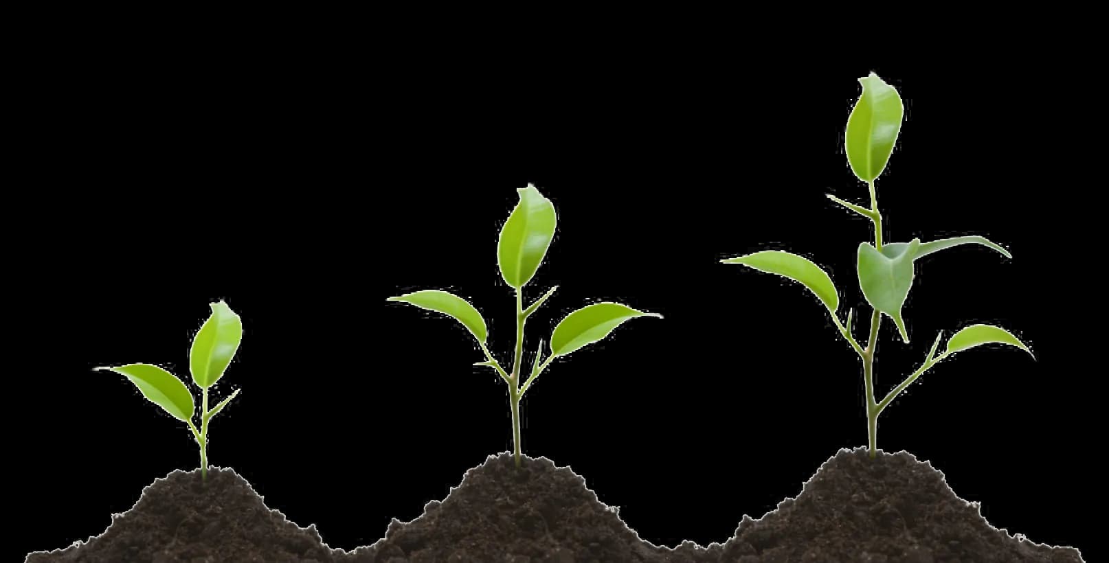 Growing-Plant-PNG-Transparent-Image