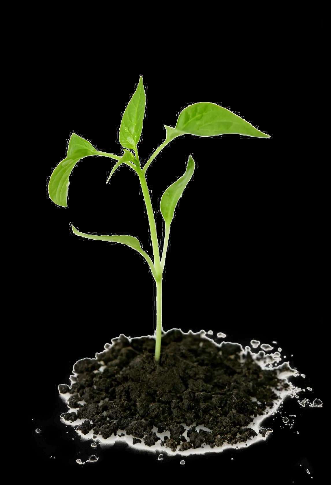 Growing-Plant-PNG-Transparent-Picture