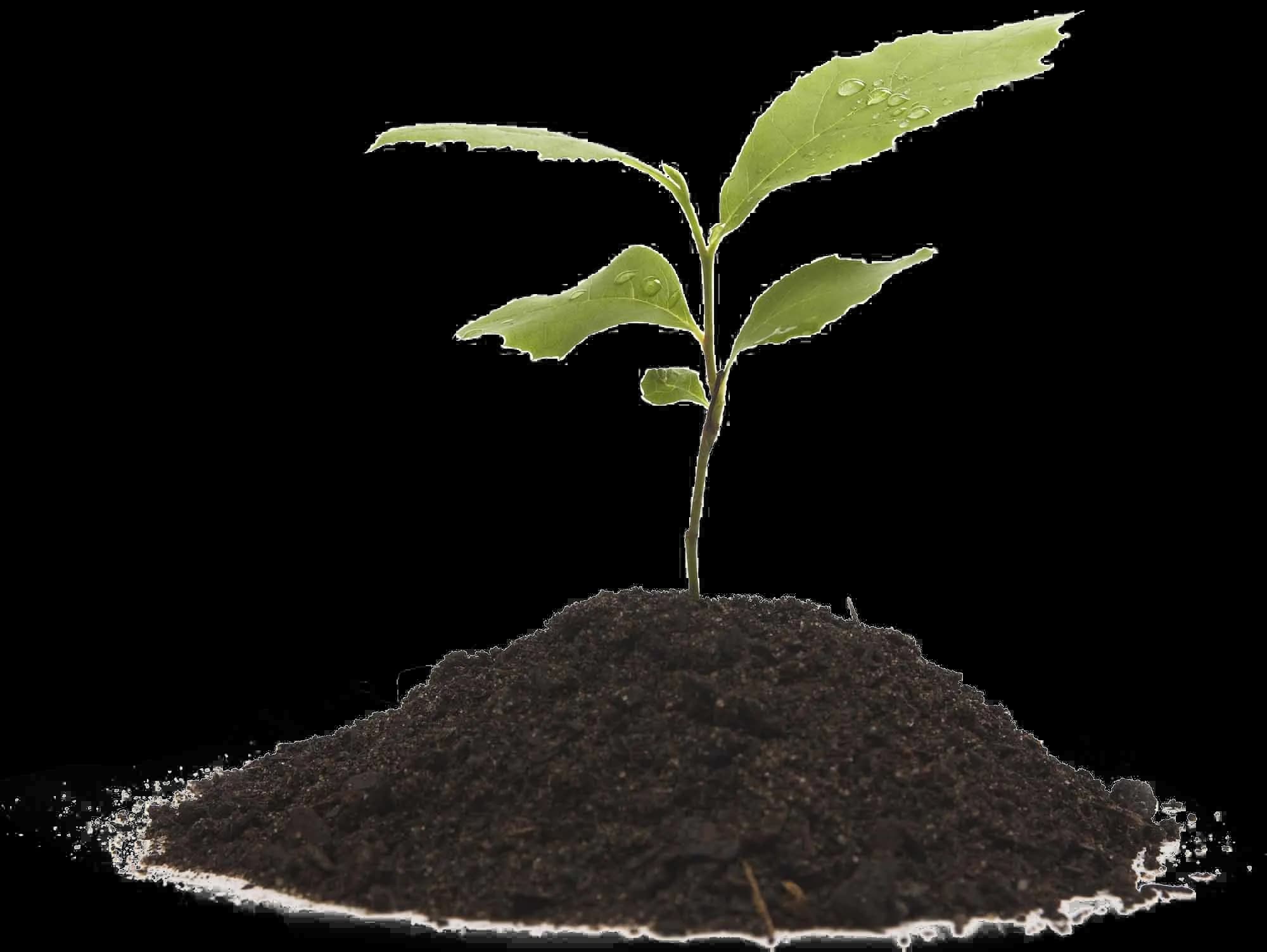 Growing-Plant-Transparent-Background