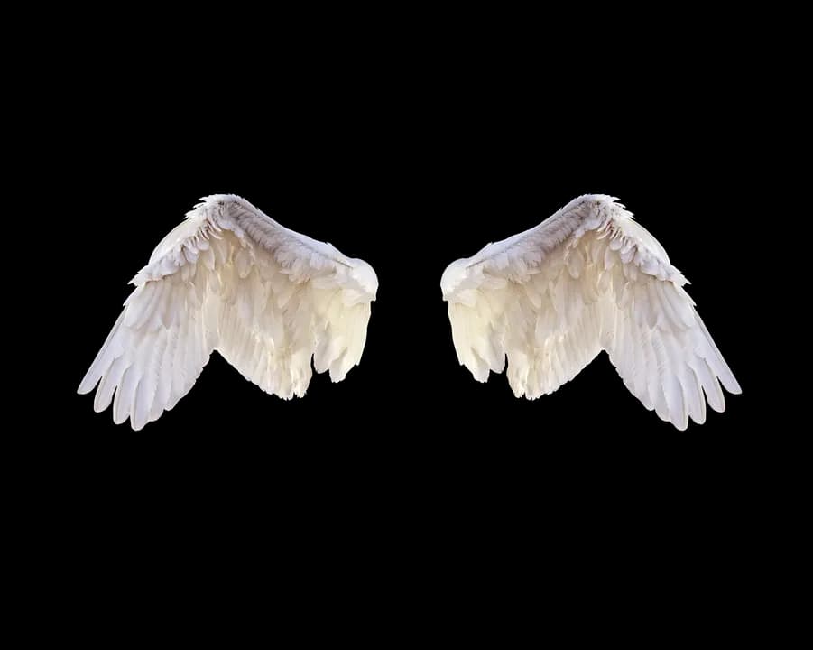 Half-Wings-PNG-Photo