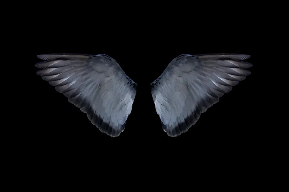Half-Wings-Transparent-PNG